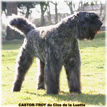 bouvier des flandres du clos de la luette - copyright d&eacute;pos&eacute;